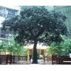 安徽花缽設(shè)計(jì)|安徽花缽安裝_騰順雕塑:15215699759