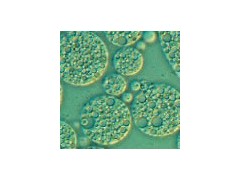 宜興賽爾生物提供無錫免疫佐劑，價