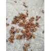 龍巖除甲殼蟲 風(fēng)里雨里，我在四害消殺等你