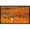 徐州紅霞楊上哪買(mǎi)，批發(fā)紅霞楊