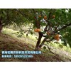 樹(shù)上干杏——專(zhuān)業(yè)供應(yīng)樹(shù)上干杏